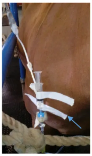 Figure  11:  To  avoid  clipping  a  line  in  the  horse's  shoulder  a  strip  of  white  tape  (arrow)  marks the &#34;zero&#34; for the  measuring  devise