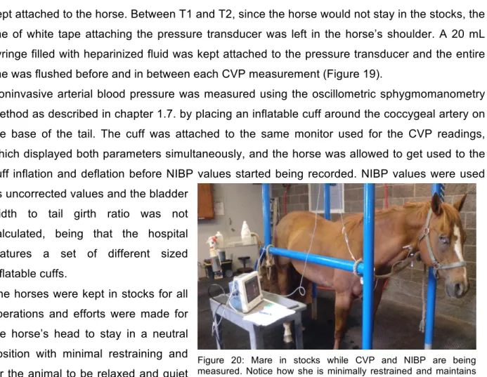 Figure  20:  Mare  in  stocks  while  CVP  and  NIBP  are  being  measured.  Notice  how  she  is  minimally  restrained  and  maintains  her head in a nearly neutral position
