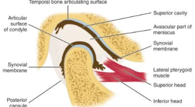 Figure 1. Schematic representation of the temporomandibular joint. Image retrieved from Nelson  et al