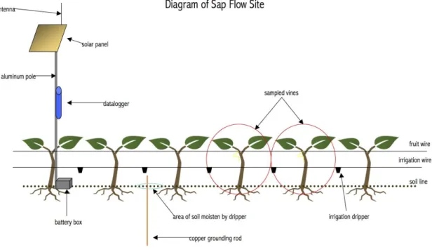 Figure 5: The sap flow diagram as depicted by Fruition Sciences. Two sampled vines, circled in red, are  chosen  as  representatives  for  the  vineyard  area  and  were  chosen  according  to  vineyard  uniformity