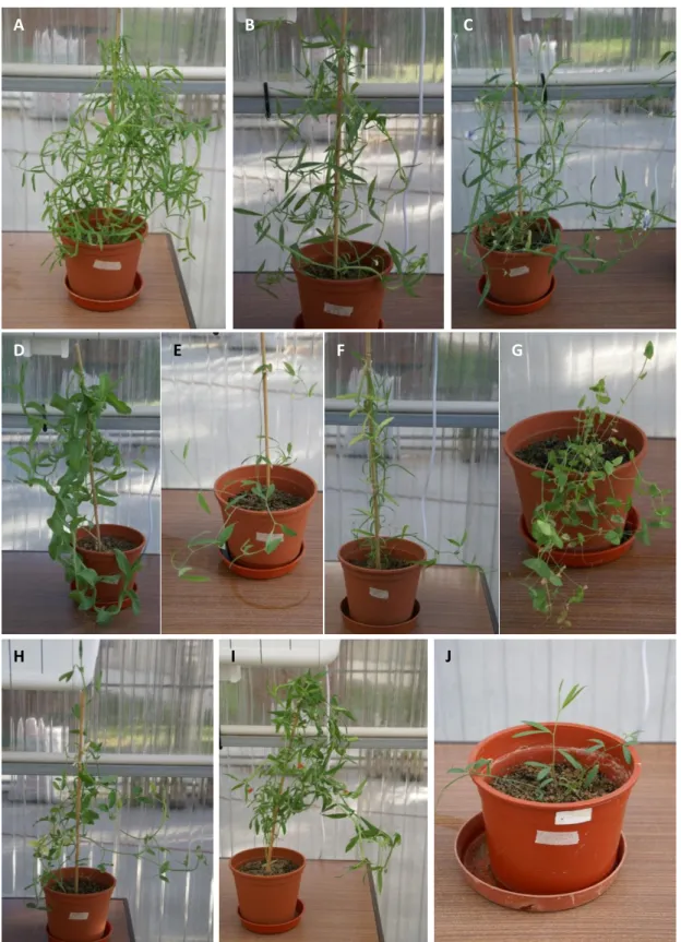 Fig.  2 – Photos of all ten genotypes at well watered conditions two days before  de beginning of  stress period