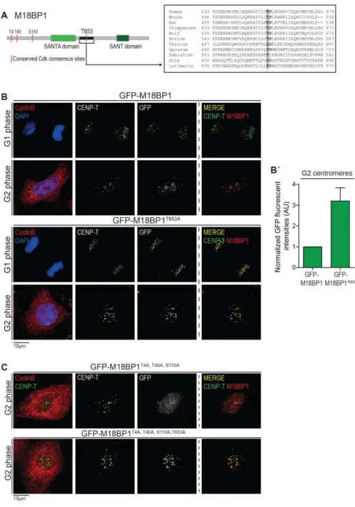Figure  2.2  Cdk-mediated  T653  phosphorylation  of  M18BP1  controls  its  centromere  recruitment