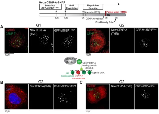 Figure 2.4 Transient premature centromeric targeting of the M18 complex proteins is  not sufficient to alleviate Cdk1/2-dependent inhibition of CENP-A assembly