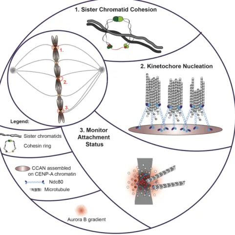 Figure 1.2 Centromeres control chromosome segregation and mitotic progression. (1)  Sister chromatid cohesion is maintained at pericentric heterochromatin in mitosis to prevent  premature  chromosome  separation  (image  adapted  from:  Mirkovic  and  Oliv