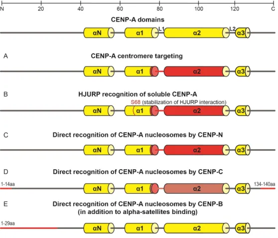 Figure  1.3  CENP-A  protein  sequence  along  with  all  relevant  domains  [alpha  N  helix  (αN),  alpha-1  helix  (α1),  Loop-1  (L1),  alpha-2  helix  (α2),  Loop-2  (L2),  alpha-3  helix  (α3)]  are  depicted  (yellow)