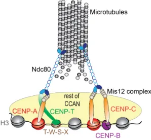 Figure  1.4  The  CCAN  connects  centromeric  DNA  and  microtubule  plus  ends.  CENP- CENP-T/W/S/X complex forms a bridge between centromeric chromatin and the mitotic kinetochore  through  a  direct  interaction  between  CENP-T  and  the  Ndc80  micro