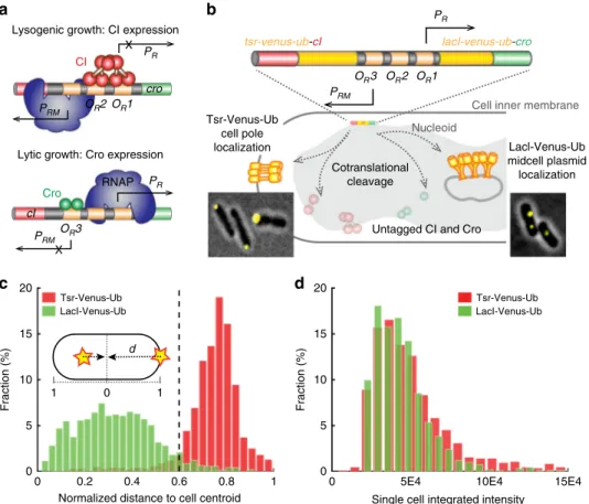 Fig. 1 Validation of the dual single-molecule gene-expression reporting system DuTrAc