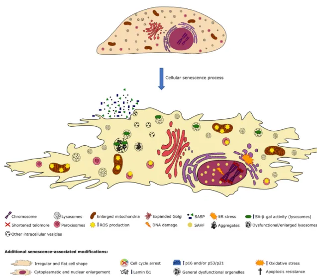 Figure 2. Scheme illustrating the main morphological and related functional differences between a normal proliferating and a senescent cell