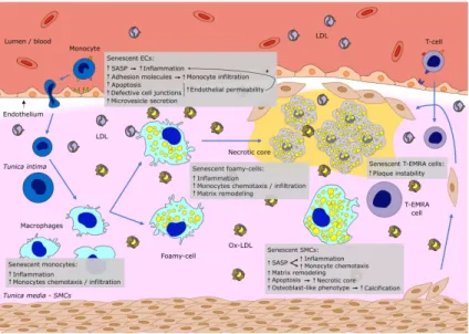 Figure 1. Schematic representation of an artery wall section showing the main events driven by senescent vascular cells, which contribute to the atheroma progression and consequently vascular disease development