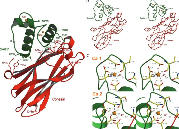 Fig. 2 shows the secondary structure of the Coh-Doc complex along its amino acid sequence.