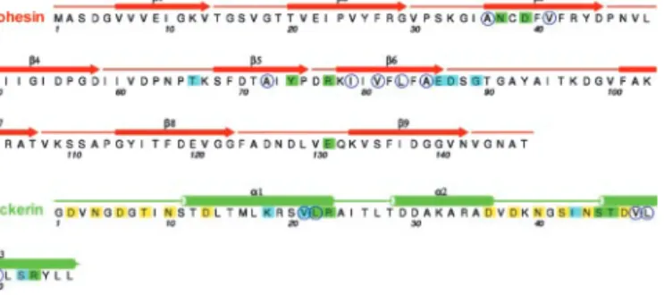 Fig. 2. Amino acid sequence of Coh-Doc with secondary structure. Residues involved in direct contacts between the two subunits are marked with green squares