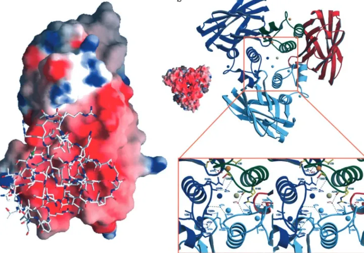 Fig. 4. Electrostatic surface potential of cohesin 2 and structure of the Coh-Doc crystallographic trimer