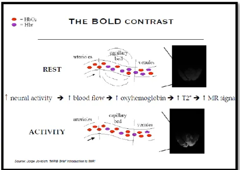 Figure  1-  Illustration of the  BOLD contrast which measures inhomogeneities in the magnetic field due to changes in the level of  O 2  in blood
