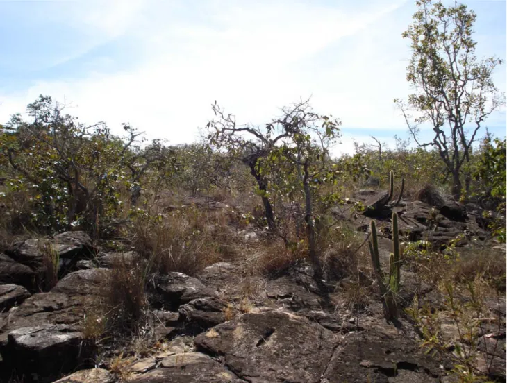 Figura 3: Vista do substrato com destaque aos afloramentos rochosos na área de cerrado  rupestre na Estância Quinta da Serra, Serra Dourada, Goiás (Foto: De-Carvalho P.S.)