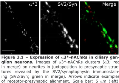 Figure 3.2 – Expression of a7-nAChRs in ciliary gan- gan-glion neurons.  Images  of  a7-nAChRs  clusters  (a7;  red  in  merge)  on  neurites  in  juxtaposition  to  presynaptic   struc-tures  revealed  by  the  SV2/synaptophysin   immunostain-ing  (SV2/Sy