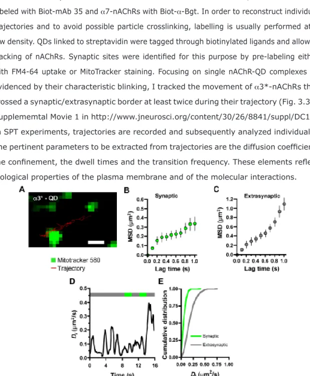 Figure 3.3 – Different mobilities of surface  a 3*-nAChRs in synaptic and extrasynaptic  spaces