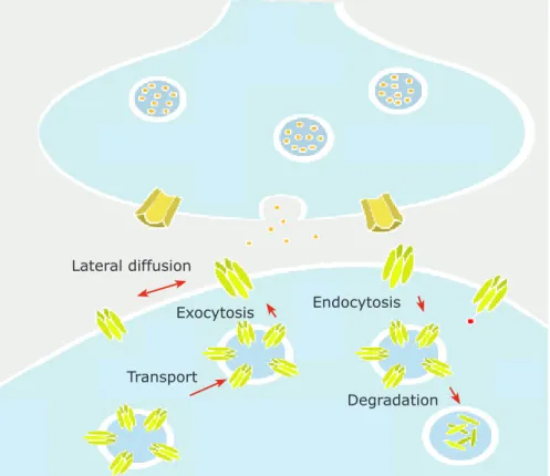Figure  1.3  –  Receptor  exchanges  between  synaptic,  extrasynaptic  and  intracellular  compartments