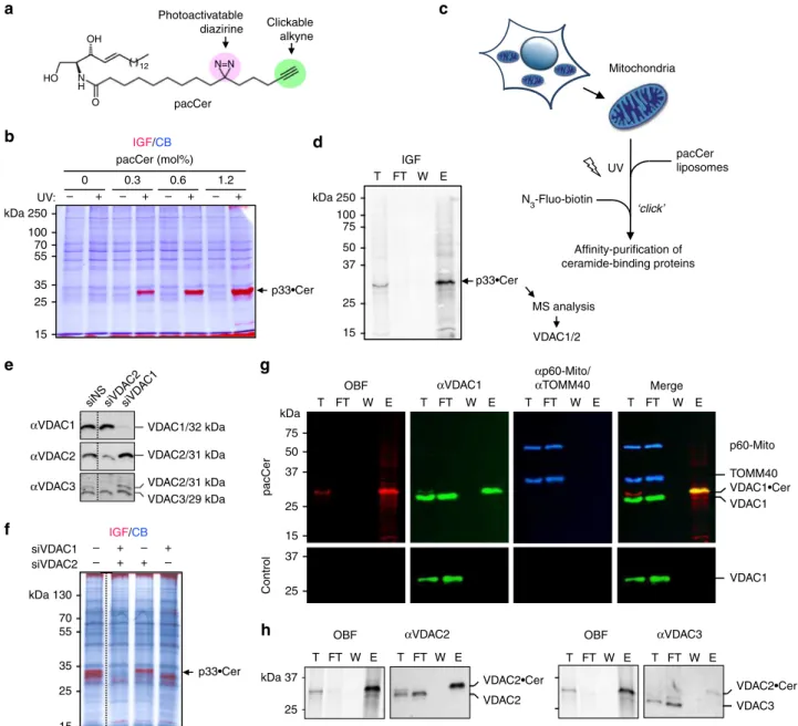 Fig. 1 A chemical screen for mitochondrial ceramide-binding proteins yields VDAC1 and -2