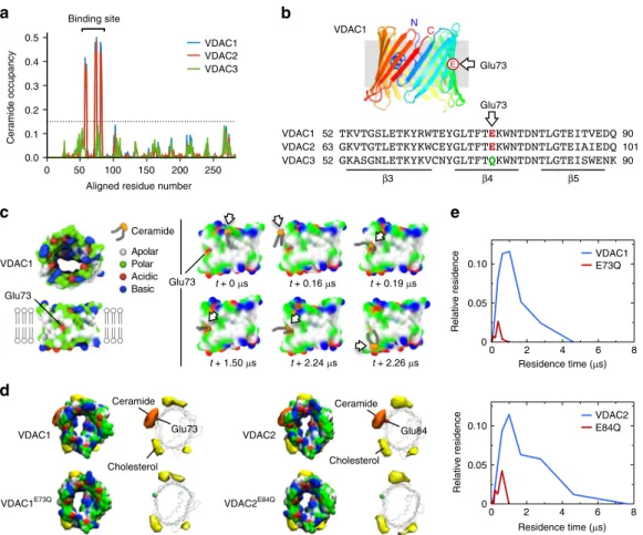 Fig. 2 MD simulations uncover a putative ceramide-binding site on VDAC1 and -2. a Ceramide head group contact occupancy of mouse VDAC1, VDAC2, and VDAC3 in an OMM model containing 5 mol% ceramide, with 1.0 corresponding to a ceramide contact during the ent