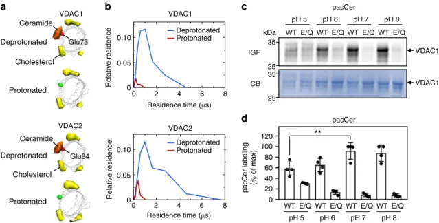 Fig. 3 Ceramide binding by VDACs relies on the protonation state of the bilayer-facing Glu