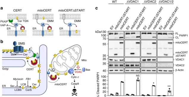 Fig. 6 VDAC2 removal disrupts ceramide-induced apoptosis. a Schematic outline of ceramide transfer protein CERT, mitoCERT, and mitoCERT Δ START.