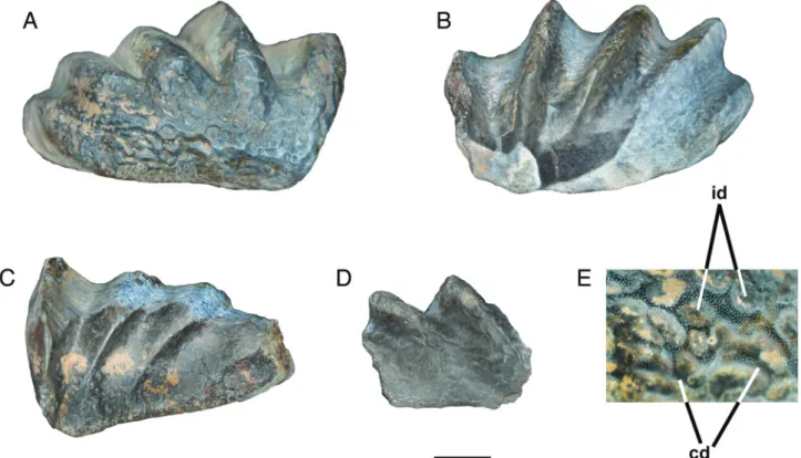 FIGURE 3. Ceratodus tunuensis , sp. nov., holotype and referred material. A, E, holotype NHMD 115910, a right upper tooth plate (A), with details of the tooth plate occlusal surface (E); B, NHMD 115911, an upper left tooth plate; C, HNMD 115912, an upper l