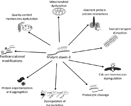 Figure  1.5.  The  mechanism  underlying  mutant  ataxin-3  cellular  toxicity  in  MJD
