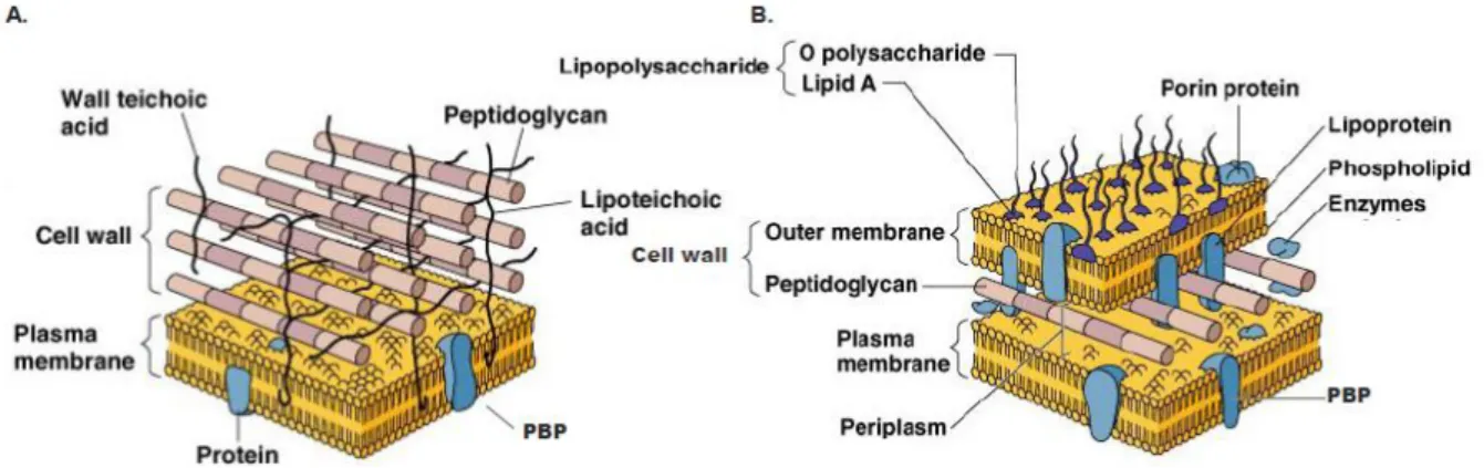 Figure  3  –  Graphical  illustration  of  Gram-positive  (A)  and  Gram-negative  (B)  cell  wall  structures