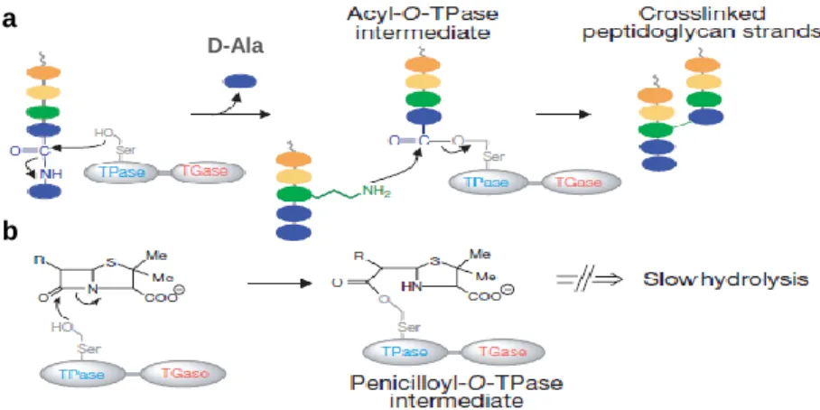 Figure 5 – Schematic representation of the biosynthesis of the cell wall. a) The final step comprises  the cross-linking between two peptidoglycan isolates and release of the terminal D-Alanine (D-Ala)  of the precursor; and b) the inhibition of transpepti