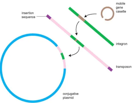 Figure  7  -  The  modular  and  hierarchical  composition  of  MGEs.  Gene  cassettes  are  inserted  into  integrons  by  integrase-mediated  site-specific  recombination