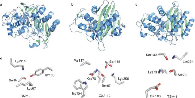 Figure 8 – Ser-β-lactamases structures: a) Class C (CMY-2); b) Class D (OXA-10) and c) Class A  (TEM-1); the helices are represented in blue, strands in cyan and loops in grey