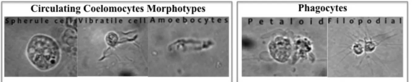 Figure 1.2 Marthastherias glacialis circulating coelomocytes morphotypes under light microscopy