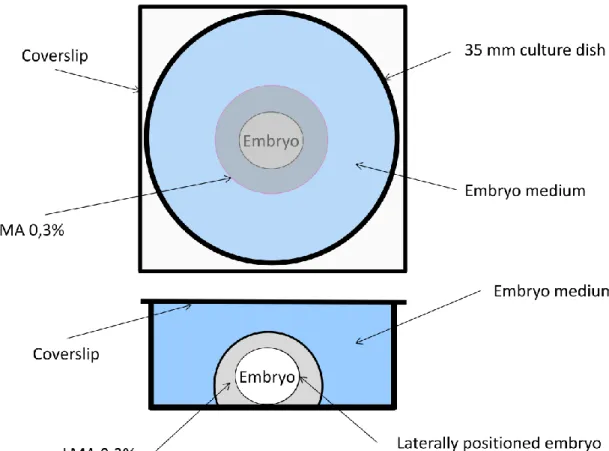 Fig 1. Schematic diagram of the culture camber used to image zebrafish embryos  (top and side views) 