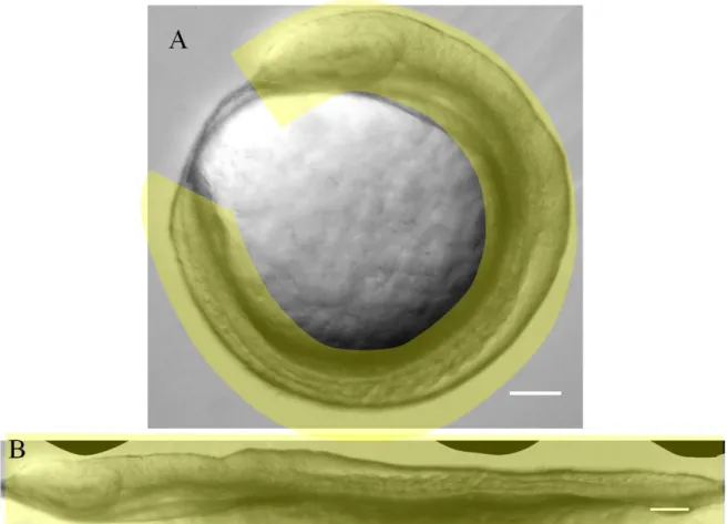 Fig  2.  Example  of  positioning  and  “straightening”  of  digital  images  of  zebrafish  embryos