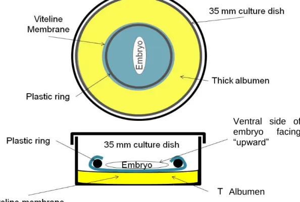 Fig  4.  Schematic  diagram  of  the  culture  camber  used  to  image  chick  embryos