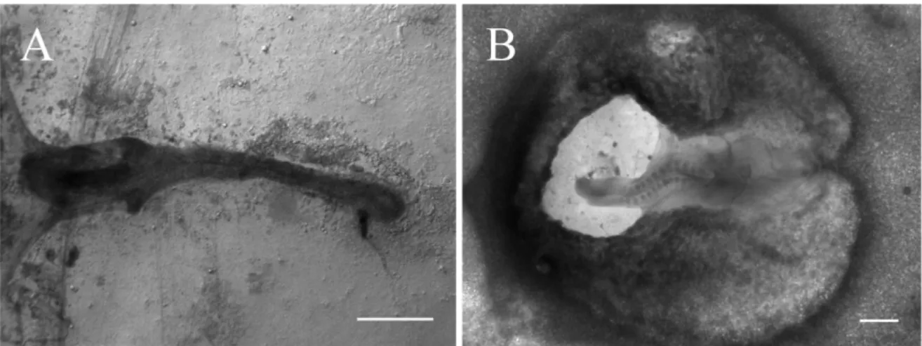 Fig.  13.  Pictures  of  the  embryos  whose  primitive  streak  and  area  pellucida  were  removed,  thus  breaking  the  physical  connection  between  the  Hensen’s  node  and  the  extra-embryonic  tissues  (see  also  Fig  7)