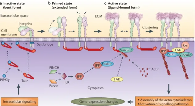 Figure 4- Integrin “inside-out” activation. Integrins can adopt different conformation/activation states: 