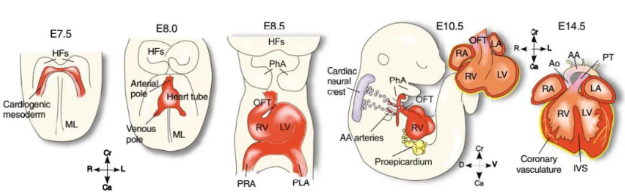 Figure 8- Cardiac development in the mouse. Cardiac development starts with the establishment of the  heart fields and posterior formation and growth of the heart tube