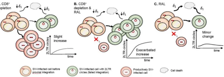 FIG 7 Schematic representation of our ﬁndings. The effects of CD8 ⫹ depletion (A), CD8 ⫹ depletion and RAL therapy (B), and RAL therapy alone (C) are shown based on the effect of depletion of CD8 ⫹ cells in reducing the death rate of infected cells before 