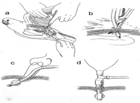 Figure 2: Placement of an air sac tube. Making a skin incision in the area of the sternal notch (a) then  passing a pair of haemostats through the abdominal muscle (b) and suturing an ET tube to the body 