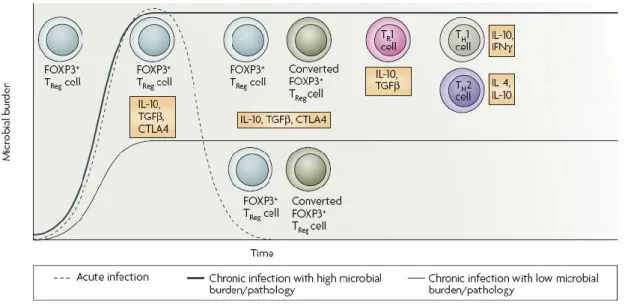 Figure 5. Summary of the nature of regulatory T cells and the mechanism of suppression that depends on the  strength and stage of the pathological process