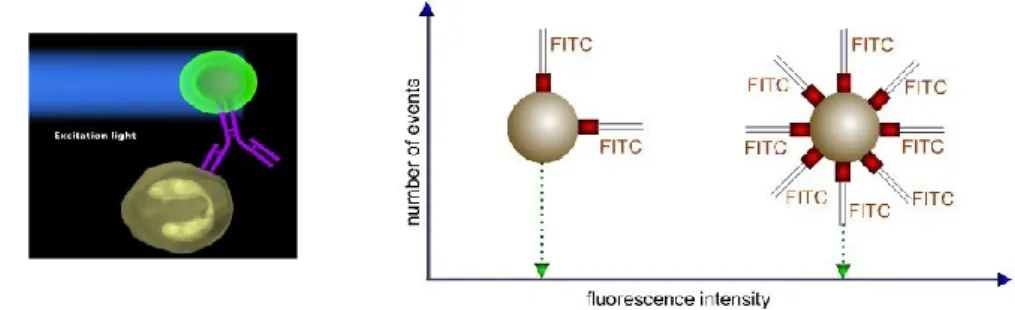 Figure  6.  Fluorophore-labeled  antibody  binding  to  specific  molecule  on  the  cell  surface  or  inside  the  cell