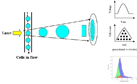 Figure 7. Forward scatter (FSC) of light generated at forward low angle as the cell passes through the laser is  proportional to cell size