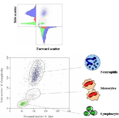 Figure  10.  A  dot  plot  representing  two-dimensional  data,  forward  and  side  scatter,  is  able  to  distinguish several cells subsets within in a single cell population