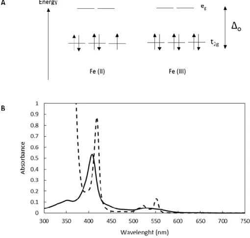 Figure  4.  Electronic  and  spectroscopic  properties  of  the  heme  iron  in  triheme  cytochromes  from  G