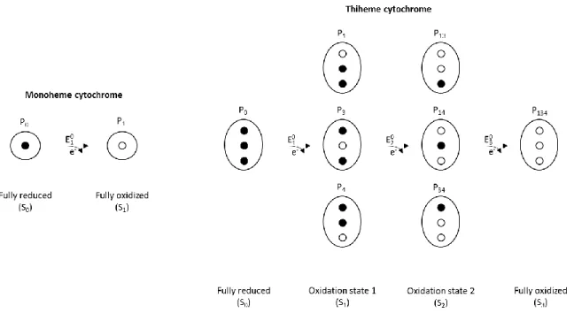 Figure  5.  Electronic  distribution  scheme  for  monoheme  and  triheme  cytochromes,  showing  the  possible  microstates in solution