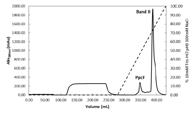 Figure 7. Elution profile for the cation exchange chromatography of PpcF from  G. metallireducens