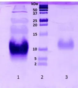 Figure 9. Purity analysis by SDS-PAG electrophoresis of PpcF from G. metallireducens. Obtained results of  SDS-PAGE gel, 15% acrylamide, stained with Coomassie brilliant blue
