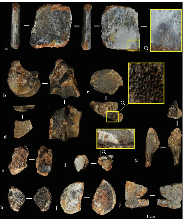 Figure 2.  Burnt bones. (a) Fully calcined rib, blue-grey and white in colour (sample ID #13)