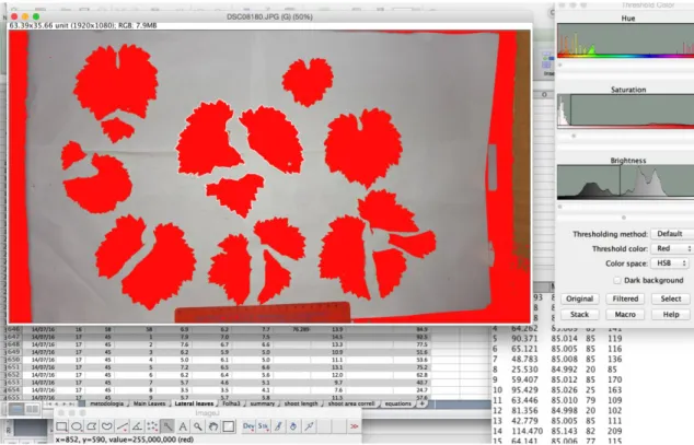 Figure 1: Interface of ImageJ version 1.50g (Wayne Rasband, National Institute of Health, USA), using a hue,  saturation and brightness threshold method for Leaf Area assessment